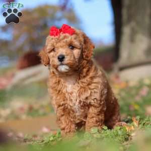 Sweet Potato, Miniature Poodle Puppy
